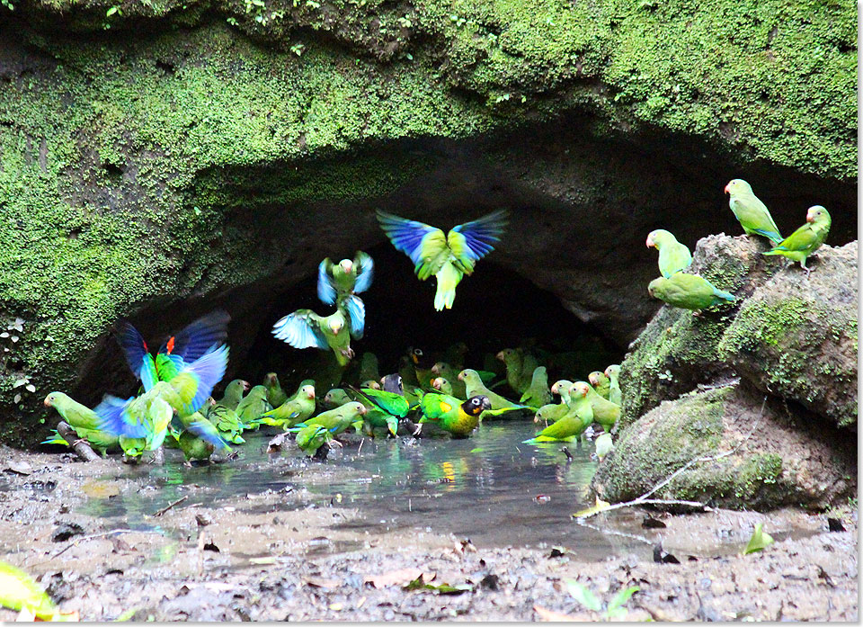 Sittiche und Papageien an der Salzlecke im biologischen Reservat Limoncocha.