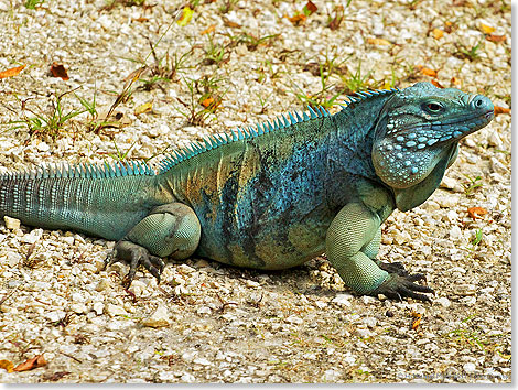 Leguan im Queen Elizabeth II Botanic Park in George Town auf Grand Cayman.