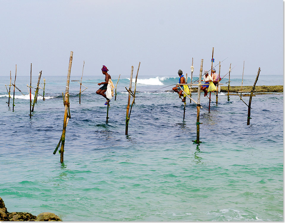 Stangenfischer auf Sri Lanka.