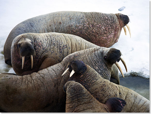 Meistens leben Walrosse auf dem Treibeis der Arktis.
