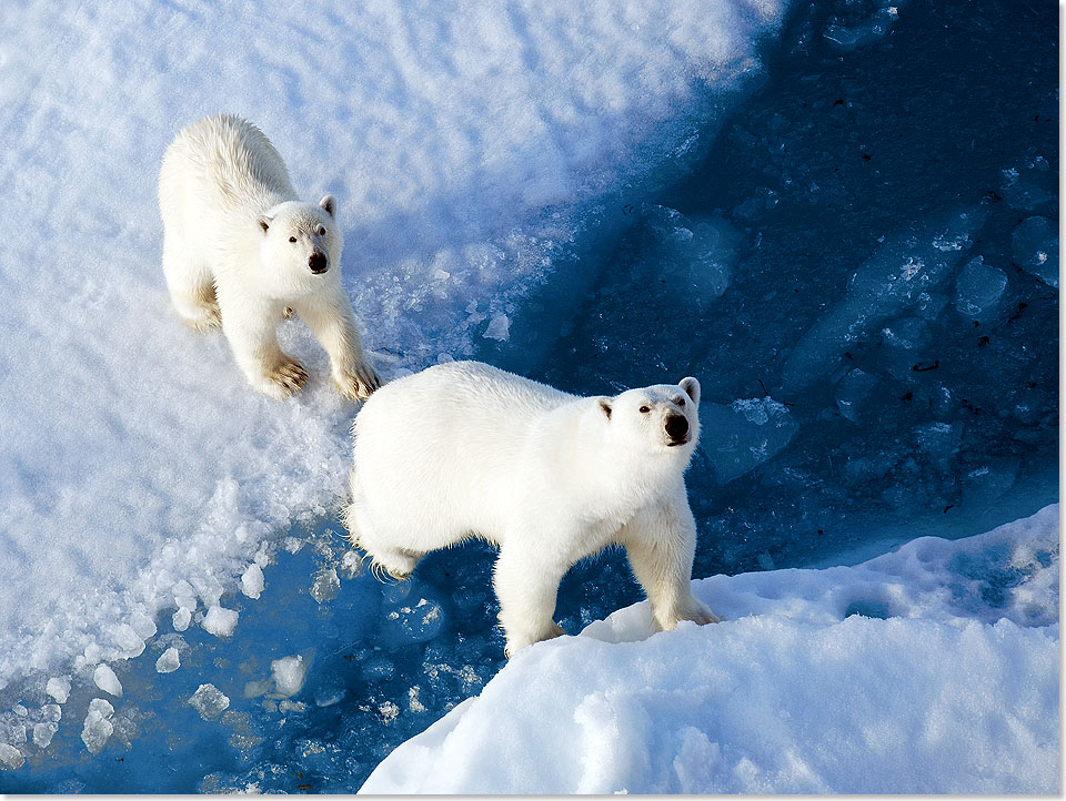 Eisbären, die sich ohne Scheu neugierig dem Schiff nähern.