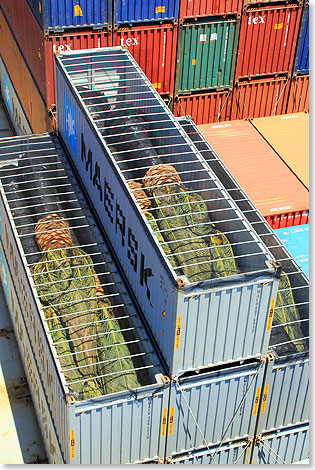 Drei Container mit Palmen als lebende Ladung.