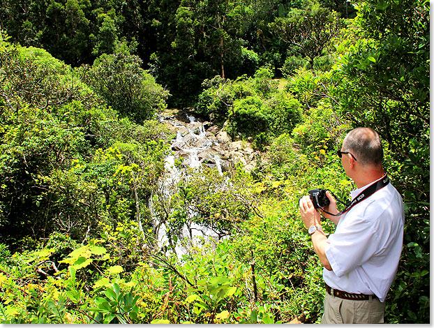 Der Kapitn auf Fotosafari im Black River Gorges Nationalpark, mal vor einem kleinen ...