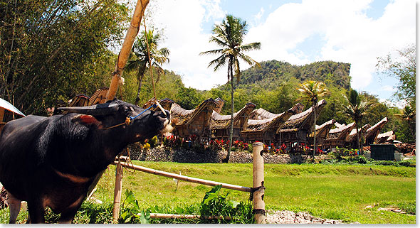 Wasserbüffel gelten im Land der Toraja nicht nur als Symbol von Macht und Reichtum. Sie helfen bei der Reisproduktion und bringen die Seelen der Verstorbenen ins Jenseits. Auch die Form der traditionellen Hausdächer – wie hier im Dorf Kete Kesu – erinnert an die Hörner der nützlichen Rinder.