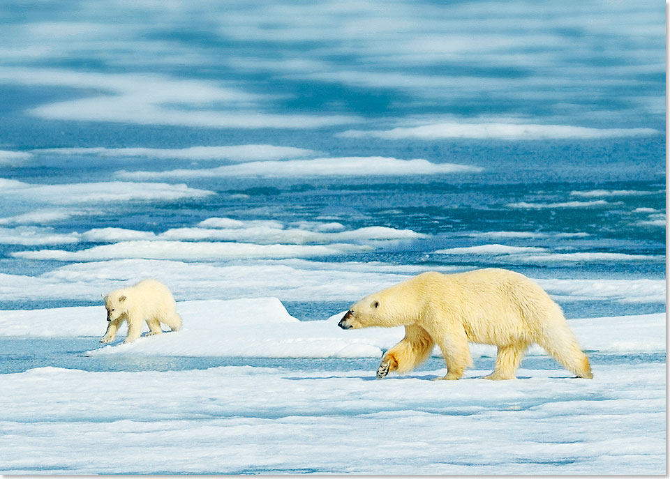 Spitzbergen ist das Land der Eisbären