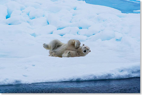 Das Glück des Fotografen: Der König der Arktis räkelt sich auf einer Eisscholle.