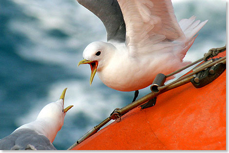 Worum streiten sich diese beiden Mwen an Bord der 50 YEARS OF VICTORY?