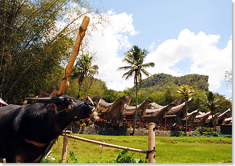 Wasserbüffel gelten im Land der Toraja nicht nur als Symbol von Macht und Reichtum. Sie helfen bei der Reisproduktion und bringen die Seelen der Verstorbenen ins Jenseits.