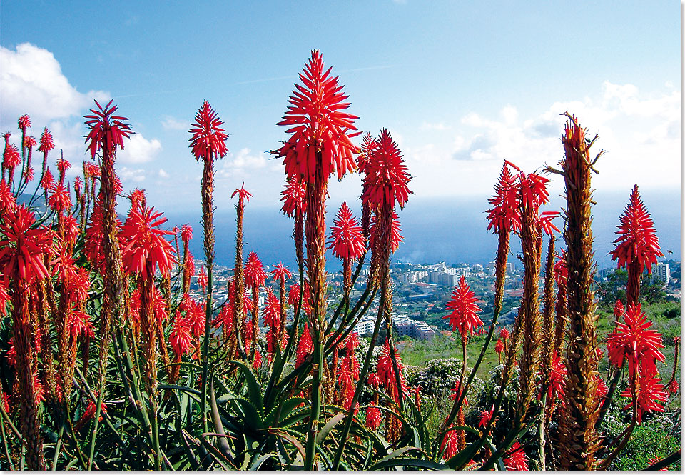 Blick auf Funchal, die Hauptstadt der Insel Madeira.