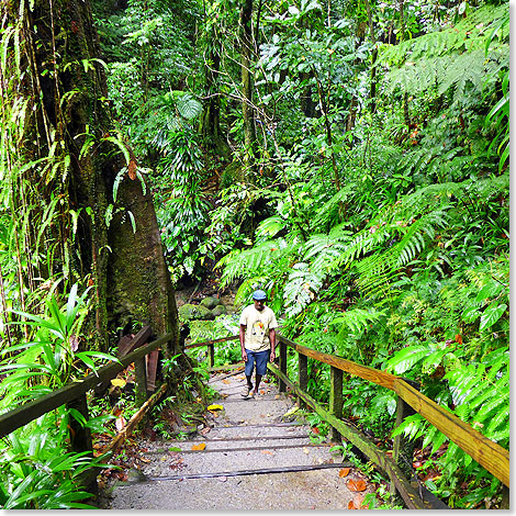 Tgliche Regenschauer machen aus Dominica einen Garten Eden mit ppigen ...