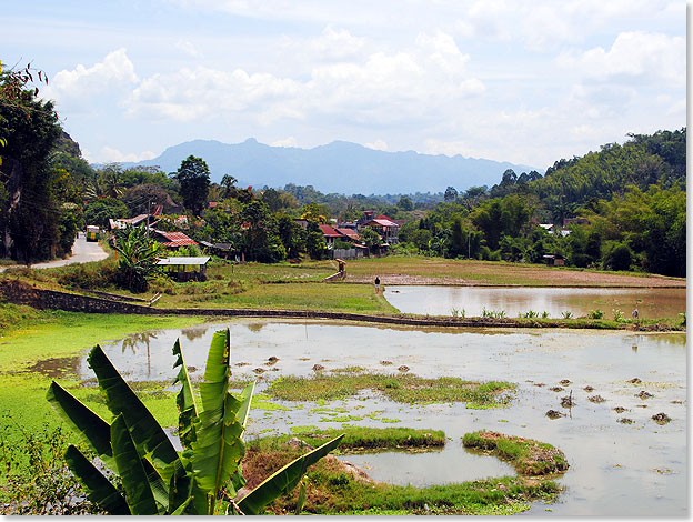 Reisfelder, wie hier bei Makale, gehren zu den typischen Kulturlandschaften im Sden Sulawesis.