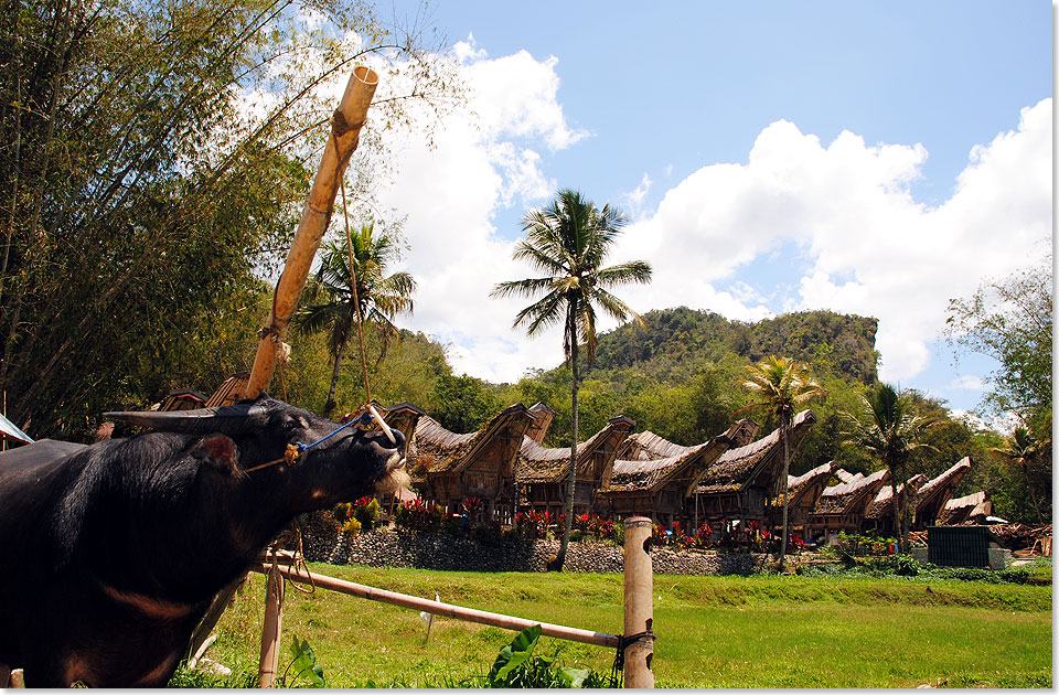Wasserbffel gelten im Land der Toraja nicht nur als Symbol von Macht und Reichtum. Sie helfen bei der Reisproduktion und bringen die Seelen der Verstorbenen 