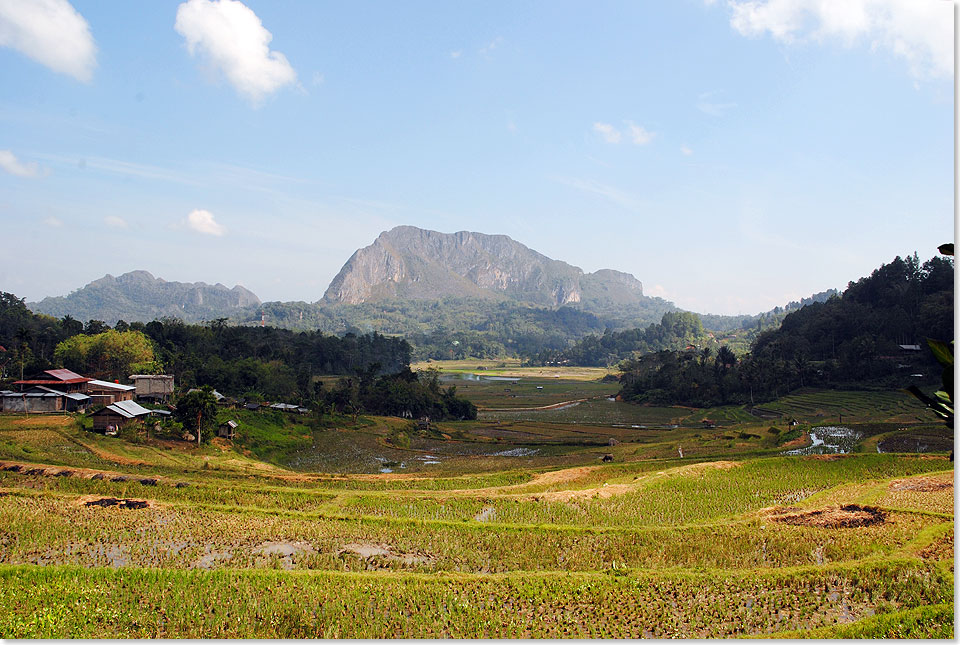 Ebenso typisch fr Tanah Toraja wie die Bffelhornhuser sind die vielgestaltigen Berglandschaften mit ihren Reisfeldern.