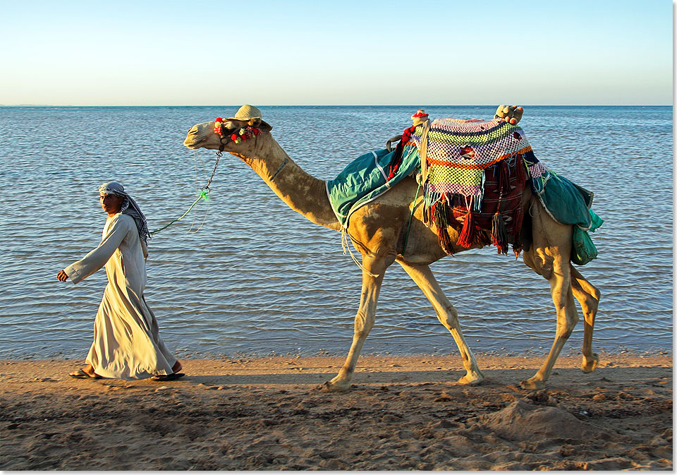 Ein Araber mit seinem Kamel an einem Strand von Dubai.