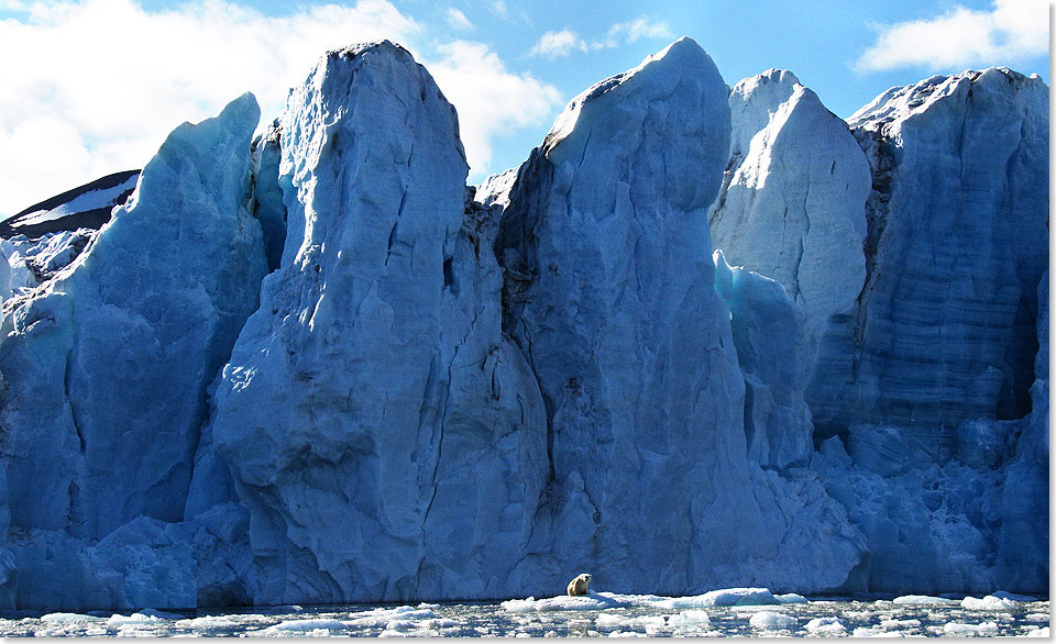 Dieser Eisbr schwebt in Lebensgefahr. Der Gletscherabbruch hinter ihm kann jede Sekunde kalben.