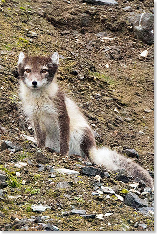 Polarfucks: Immer aufmerksam auf Futtersuche.