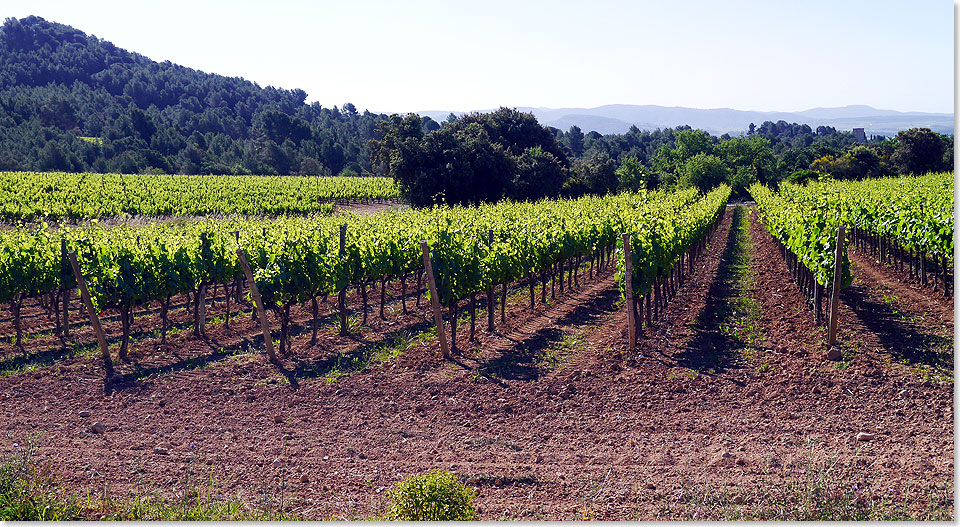 Das Weingut Jean Leon im Hinterland von Barcelona bietet ausgesuchte und einzigartige Weine.