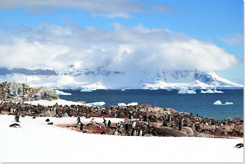 Tausende Pinguine leben in den Kolonien zusammen.