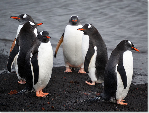 Unsere erste Begegnung mit Pinguinen.