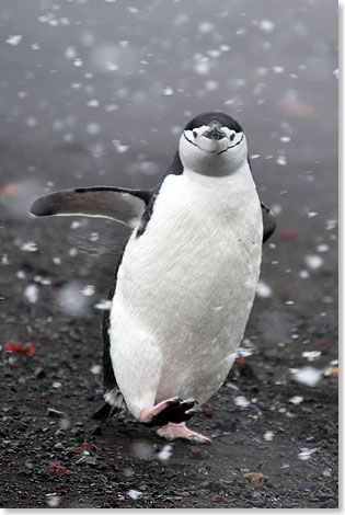 Die possierlichen Tierchen haben keine Scheu.