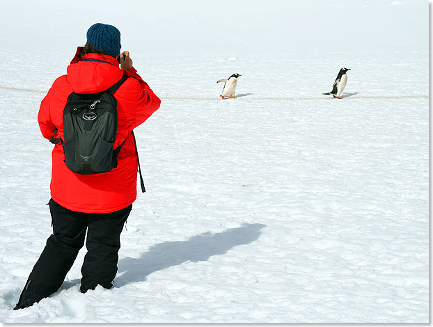 Immer wieder kreuzen Pinguin-Autobahnen unseren Weg