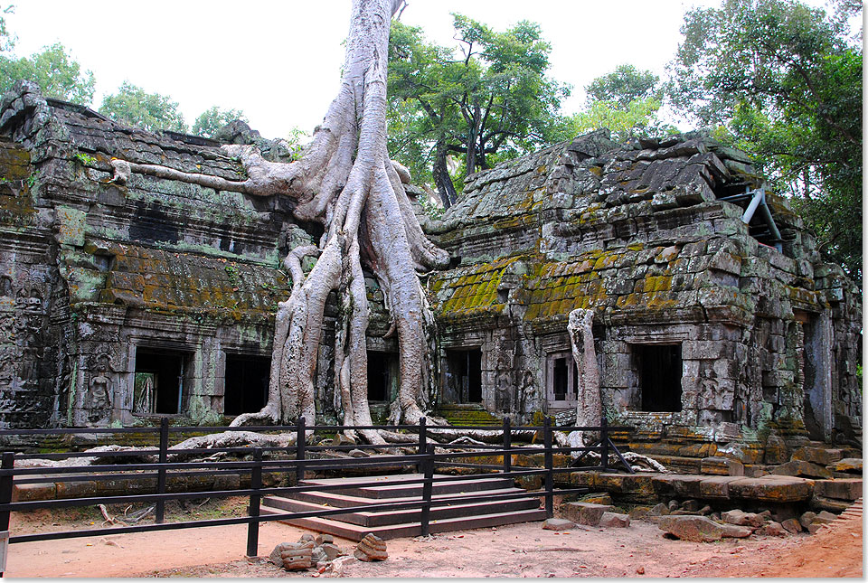 Ta Prohm, der zu den bekanntesten Bauwerken von Angkor gehrt, beeindruckt uns mit seinen von riesigen Wrgefeigen und anderen Bumen durchwachsenen Mauern und Wnden. 
