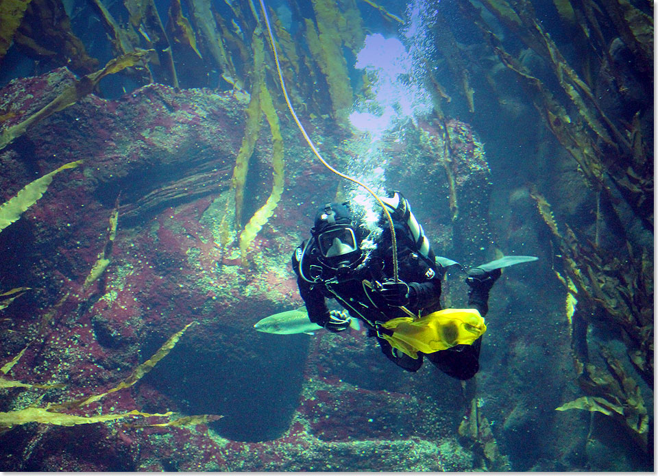 Taucher Timo Kaminski fttert Fische im Groaquarium im  Nationalpark-Zentrum Multimar Wattforum in Tnning.