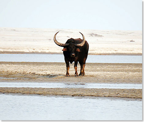 Ein Wasserbffel auf einer Sandbank.