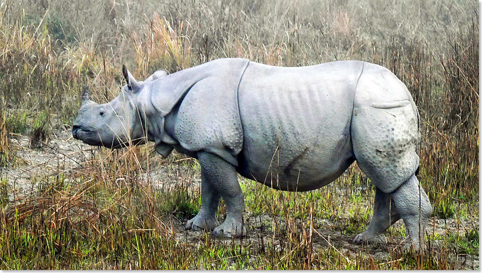 Ein Einhorn-Nashorn im  Kaziranga Nationalpark.