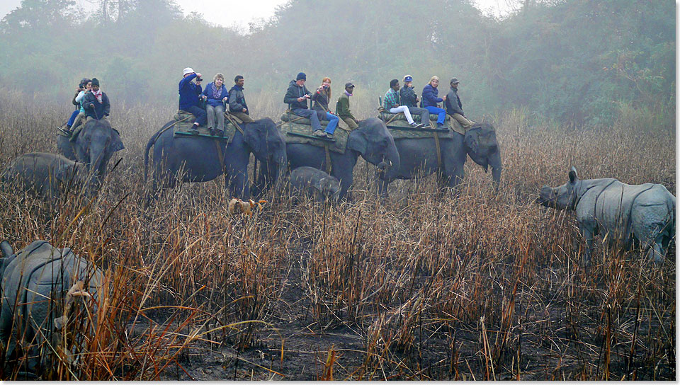 Elefanten-Safari im Kaziranga Nationalpark.