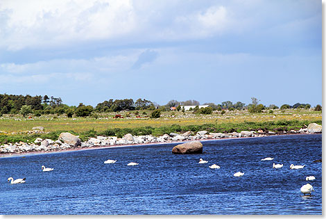 Vor der Kstenwiese bei Grsgardshamn tummeln sich Schwne auf der Ostsee.