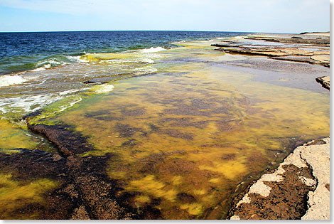 Von Algen berwuchertes Kalkstein-Kstenplateau von Neptuniakr im Nordwesten.