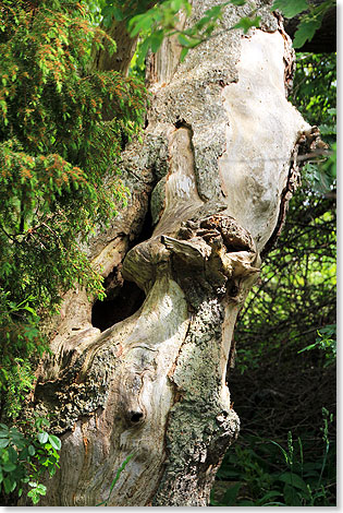 Knorrige Korkeiche im Naturreservat Trollskogens.