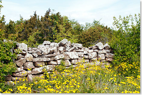 Typische Kalksteinmauer zwischen zwei Besitzungen.