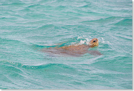 Eine Green Turtle mit dem unangenehmen deutschen Namen Suppenschildkrte schwimmt ganz nah am Boot vorbei. 