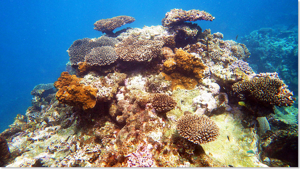 Das Ningaloo Reef ist ein gewaltiger Garten Eden, ...