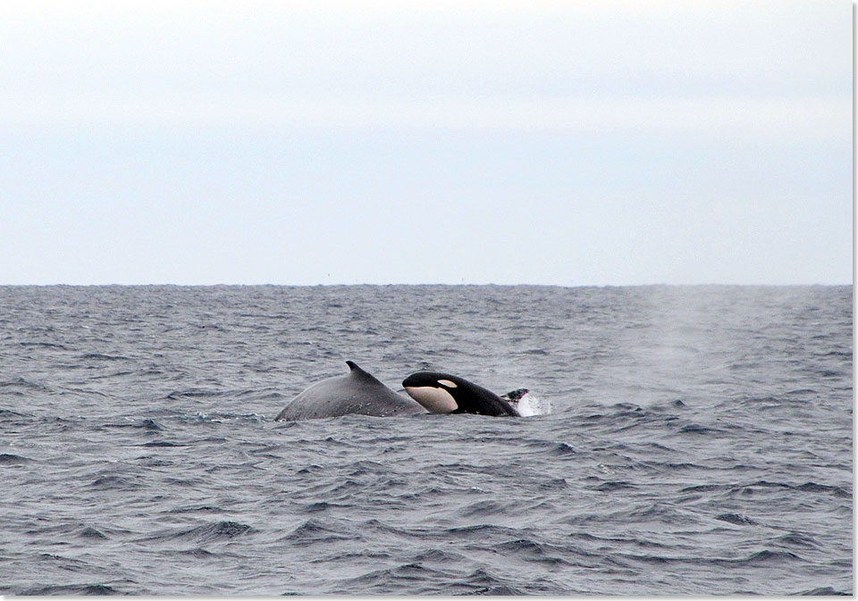 Einer der fnf Orcas, die es auf das Buckelwalbaby abgesehen haben, wird von dessen tapferen Mama ausgehebelt.