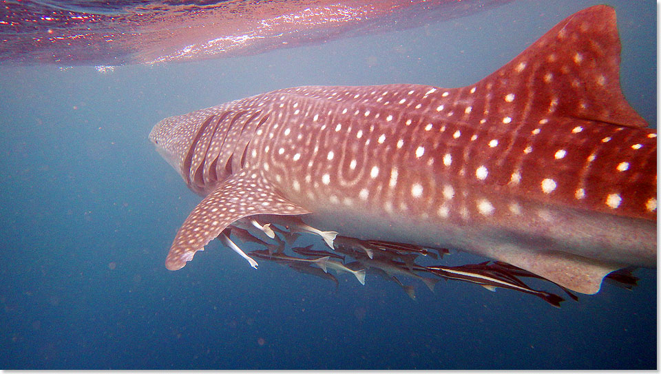 Gigantisch, wunderschn und friedlich: Ein acht Meter langer Walhai zieht mit seinen Putzerfischen an der Coral Coast entlang. Dass wir ihm zum Greifen nah sind, scheint ihn nicht sonderlich zu interessieren.