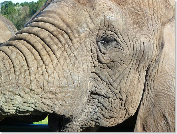 Ein Elefant vergisst nichts. Im Elefanten Park von Knysna finden verletzte und verwaiste Tiere Pflege und 