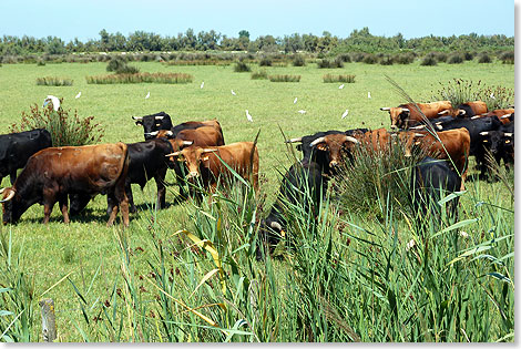 Die Stiere der Camargue wachsen frei auf. Die spanischen Stiere mit waagerechten Hrnern enden zumeist in Stierkampfarenen. Die Hrner franzsischer Stiere zeigen nach oben und erinnern an Leiern. Diese Tiere treten in franzsischen Arenen im Sden des Landes auf. Anders als der iberische Kollege, der Stiere ttet, entreit der gallische Torero dem Tier nur eine Kokarde, die zwischen den Hrnern befestigt wurde. 