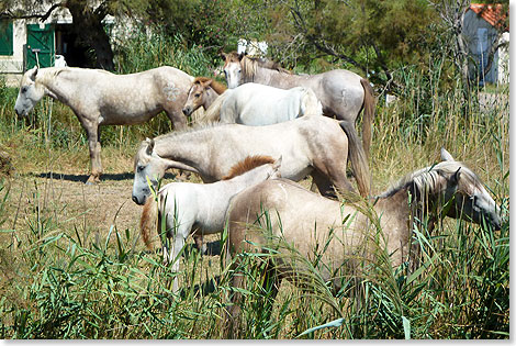 Die Pferde der Camargue kommen als graue Fohlen auf die Welt und werden erst in ihrer Jugend heller, bis ihr Fell nach etwa zehn Jahren im reinen Wei strahlt. Keine andere Pferderasse wurde hier heimisch. Der salzhaltige, hufig feuchte Boden, das nahe Meer, Brackwasser und Swasser machen die Hufe aller anderen Pferderassen zu weich.