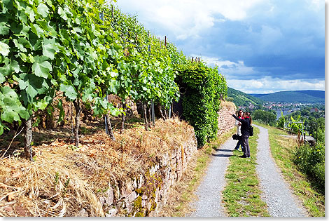 Genuss-Wanderung mit einem Winzer auf dem Frnkischen Rotwein-Wanderweg,