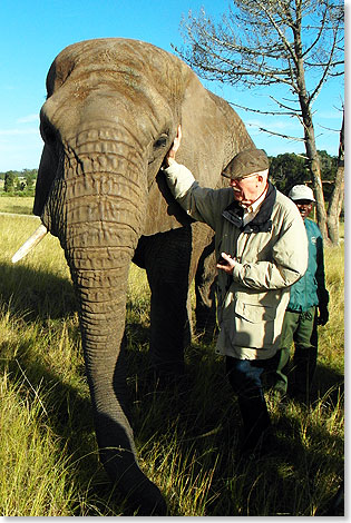 Die Elefanten von Knysna sind friedlich und zutraulich und lassen sich von Besuchern gern streicheln. Ein paar Regeln gibt es allerdings zu beachten.
