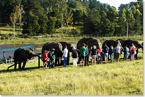 Besucher fttern die sechs Elefanten, die an einer Stange auf sie warten und werden ihnen spter bei einem Rundgang ber eine Wiese folgen.
