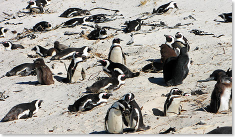 Pinguine auf Sandstrand gibt es nur bei Simons Town in Sdafrika. Die Tiere bilden eine groe Kolonie und ziehen viele Besucher an.