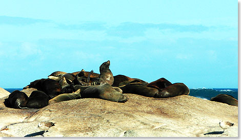 Seelwen ruhen in Gesellschaft von Mwen auf  Felsen von Sea Island und lassen sich durch Besucher nicht stren.