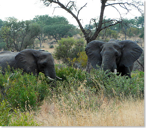 Elefanten wandern durch den Krger Nationalpark und fcheln sich mit den Ohren Khlung zu.