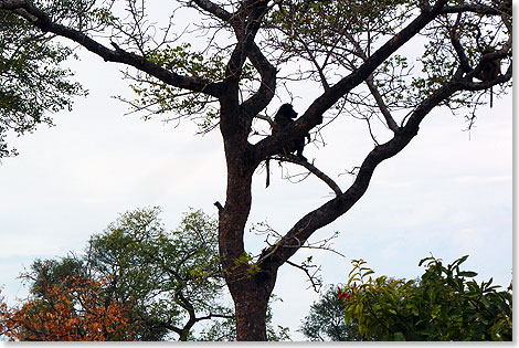 Paviane im Morgenlicht auf ihrem Schlafbaum. Sie haben nur noch natrliche Feinde, werden wie alle anderen Tiere im Krger Nationalpark nicht mehr bejagt. 