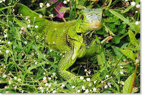 Ein eher kleiner Drache  und vor allem harmlos ist der Grne Inselleguan, bei den Trinis eine beliebte Delikatesse.