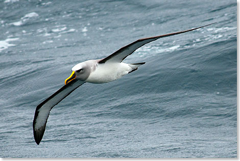 Der Albatros ist der König der Lüfte.